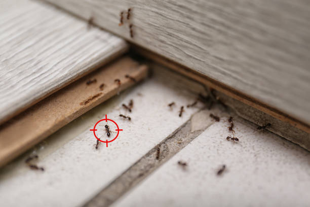 Best Emergency Pest Control  in Mabank, TX