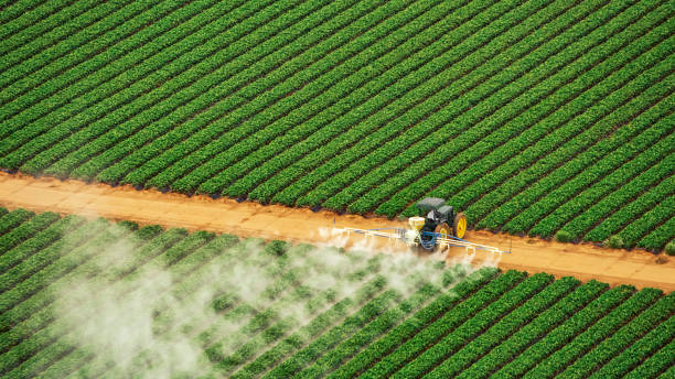 Best Local Pest Control Services  in Mabank, TX