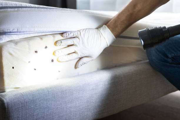 Pest Prevention Services in Mabank, TX
